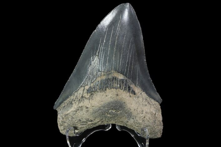 Serrated, Fossil Megalodon Tooth - Georgia #84158